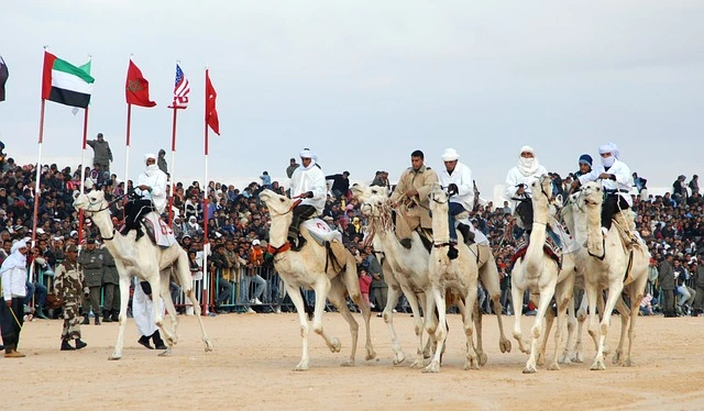 camel betting